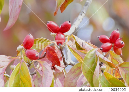 Red fruit of dogwood that will become Mitaka Nakahara Red fruit of dogwood that will become Mitaka Nakahara 40834905