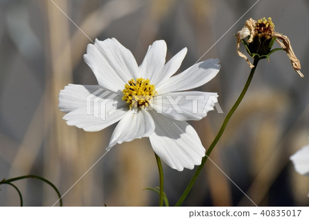 開花在三鷹中原的白色波斯菊 40835017
