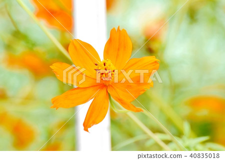 在三鷹中原開花的Kibanakosmos 40835018