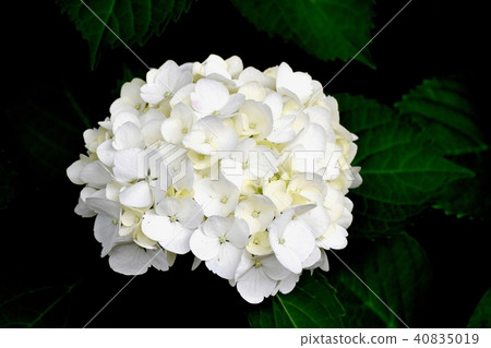 White hydrangea blooming in Mitaka Nakahara 40835019