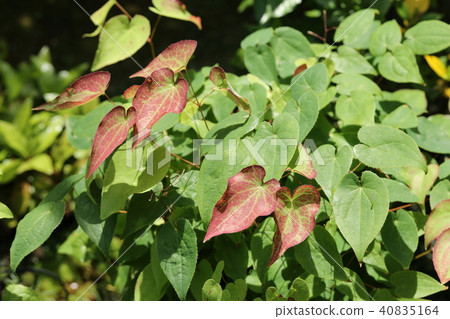 Freshwater leek 40835164