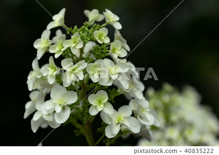 Hydoya's hydrangea 40835222