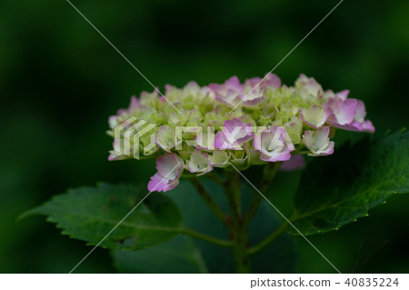 Hydoya's hydrangea 40835224