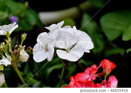 Geranium blooming in Mitaka Nakahara 40835450