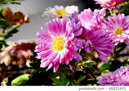 發光在三鷹中原的桃紅色浪花 40835455