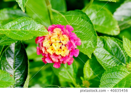 在三鷹中原盛開的馬纓丹 40835456