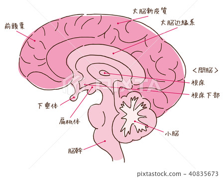 腦節名稱 腦節名稱 40835673