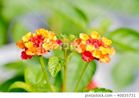 在三鷹中原盛開的馬纓丹 40835731