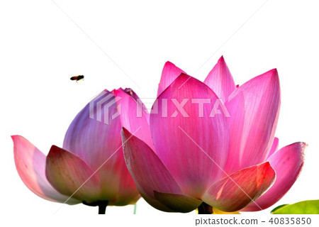 蓮花 40835850