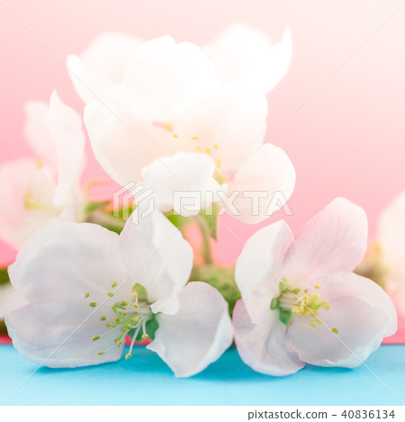 Apple blossoms over blurred color background 40836134