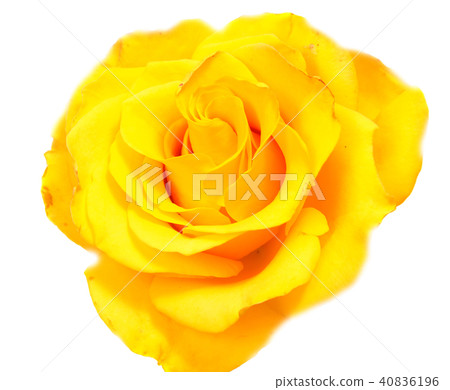 rose flower head isolated on white background rose flower head isolated on white background 40836196