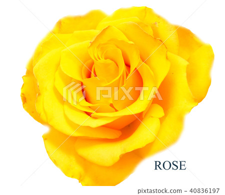 rose flower head isolated on white background rose flower head isolated on white background 40836197