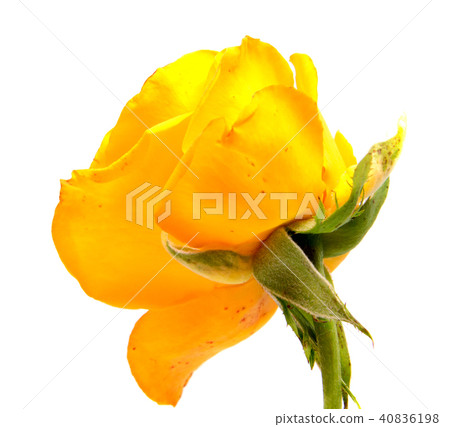 rose flower head isolated on white background rose flower head isolated on white background 40836198