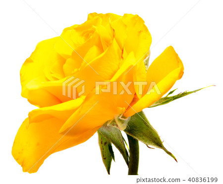 rose flower head isolated on white background rose flower head isolated on white background 40836199
