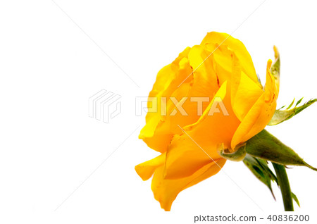 rose flower head isolated on white background rose flower head isolated on white background 40836200