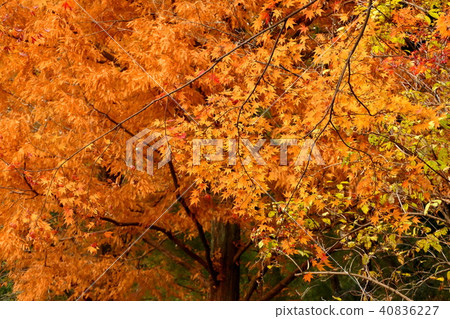 秋天的印象 40836227