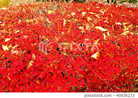 Impression of autumn 40836233