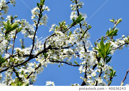 Yamazakura blooming in Mitaka Nakahara Yamazakura blooming in Mitaka Nakahara 40836243