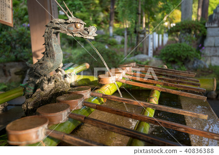 新鮮的綠色埼玉縣日高市的綠葉神社手 40836388