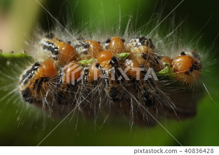 The living thing insects Chadoguka, the name is Chadukga, but camellias and Sasanqua seem to like it 40836428