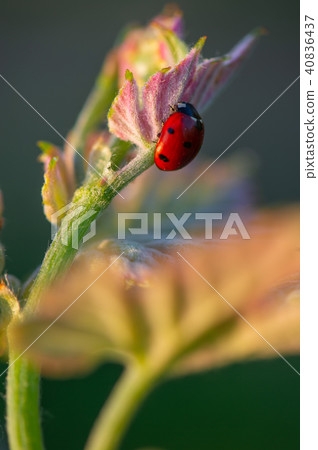 Macro of a Red Ladybug in vineyard on green wine leaf defocused background 40836437