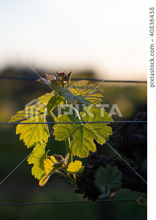 New bug and leaves sprouting at the beginning of spring on a trellised vine growing in bordeaux New bug and leaves sprouting at the beginning of spring on a trellised vine growing in bordeaux 40836438