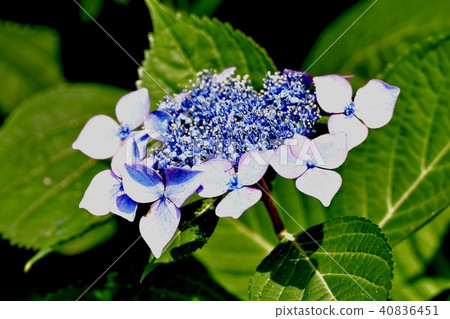 在三鷹中原開花的Hakuji繡球花 在三鷹中原開花的Hakuji繡球花 40836451
