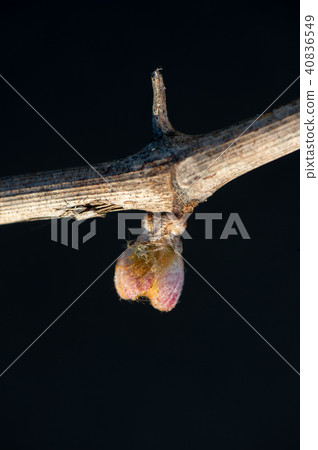 New bug and leaves sprouting at the beginning of spring on a trellised vine growing in bordeaux New bug and leaves sprouting at the beginning of spring on a trellised vine growing in bordeaux 40836549