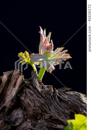 New bug and leaves sprouting at the beginning of spring on a trellised vine growing in bordeaux 40836572