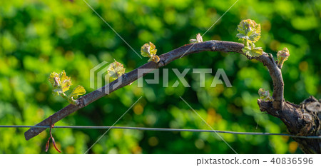 New bug and leaves sprouting at the beginning of spring on a trellised vine growing in bordeaux 40836596