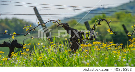New bug and leaves sprouting at the beginning of spring on a trellised vine growing in bordeaux New bug and leaves sprouting at the beginning of spring on a trellised vine growing in bordeaux 40836598