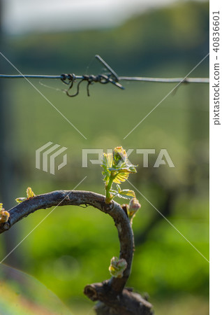 New bug and leaves sprouting at the beginning of spring on a trellised vine growing in bordeaux New bug and leaves sprouting at the beginning of spring on a trellised vine growing in bordeaux 40836601