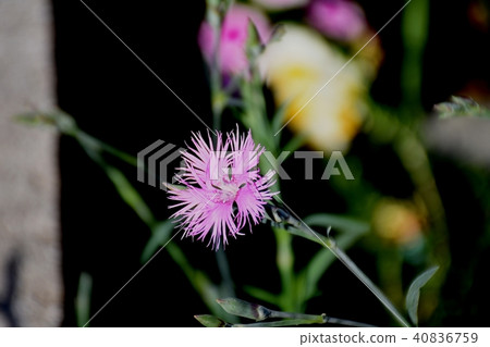 開花在三鷹中原的Kawarana dessico 40836759