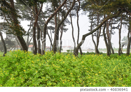 Pine trees, Lim-ri, Boeun-gun, Chungbuk 40836941
