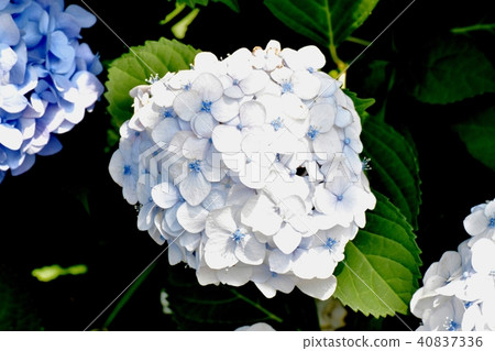 Hydrangea blooming in Mitaka Nakahara Hydrangea blooming in Mitaka Nakahara 40837336