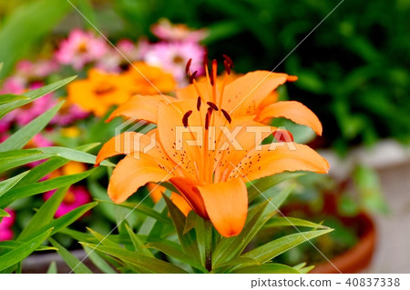 Sankashi lily blooming in Mitaka Nakahara 40837338