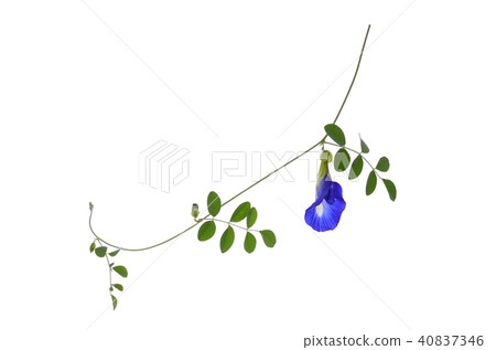 butterfly pea,blue pea,clitoria ternatea butterfly pea,blue pea,clitoria ternatea 40837346