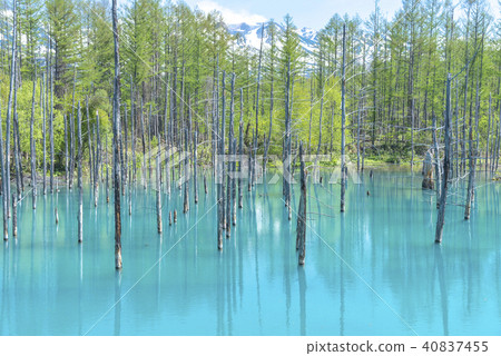 北海道美瑛町Aoiike池塘 40837455