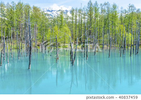北海道美瑛町Aoiike池塘 北海道美瑛町Aoiike池塘 40837459