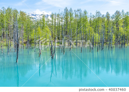 Aoiike Pond, Biei-cho, Hokkaido Aoiike Pond, Biei-cho, Hokkaido 40837460