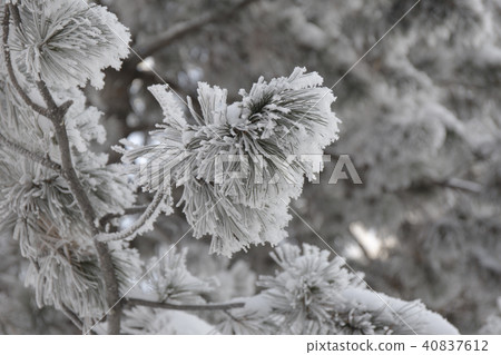 Snow-cowered fir branches. Winter blur background. Frost tree 40837612
