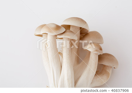 A wonderful shimeji stock 40837906