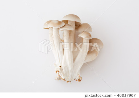 A wonderful shimeji stock A wonderful shimeji stock 40837907