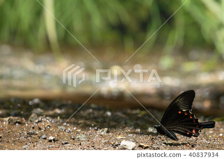 烏鴉喙停在地上 40837934