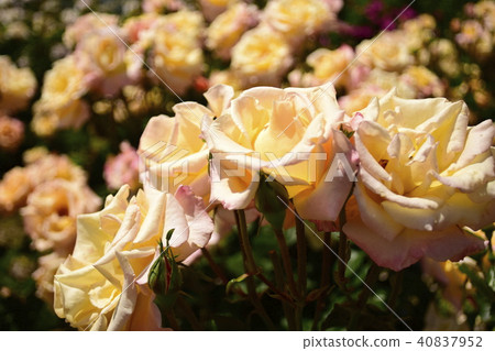 Roses Mona Lisa Roses Mona Lisa 40837952