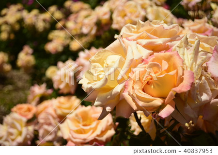 Roses Mona Lisa Roses Mona Lisa 40837953