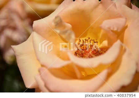 Roses Mona Lisa Roses Mona Lisa 40837954