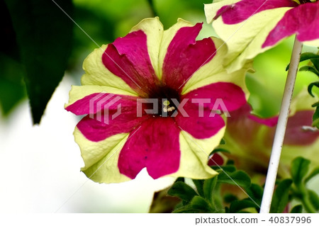 Petunia blooming in Mitaka Nakahara Petunia blooming in Mitaka Nakahara 40837996