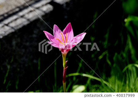 開花在三鷹中原的桃紅色tamasdale 開花在三鷹中原的桃紅色tamasdale 40837999