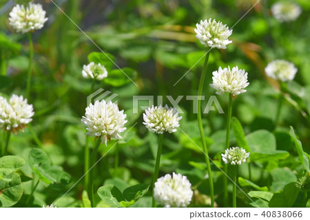 白爪草 照片素材 圖片 圖庫